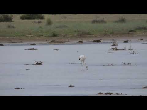 Andean Flamingo, Phoenicoparrus andinus, Pumahuasi, Jujuy, Argentina, 16 Febr 2026 (2/2)
