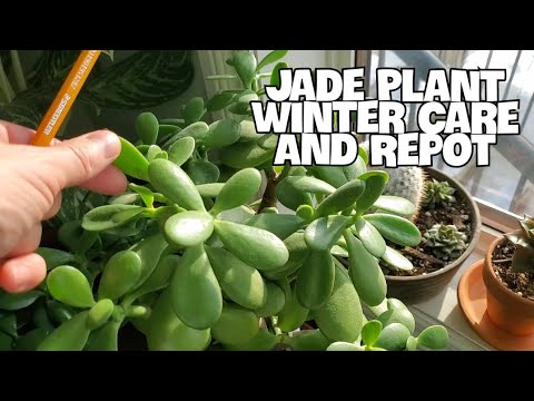 JADE PLANT INDOOR WINTER CARE | Repot And Propagation! #jadeplant #succulents #houseplants