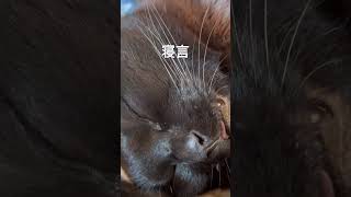 最後舌でるんよね〜😺#ねこのいる生活