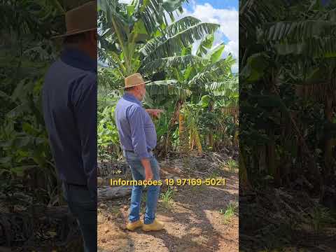 Propriedade Rural à Venda 24.200m2 em Andradas MG Com Cultivo de Bananas e Casa 2 Dormitórios.