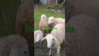 Download lagu bocah angon penekno blimbing kuwi mp3