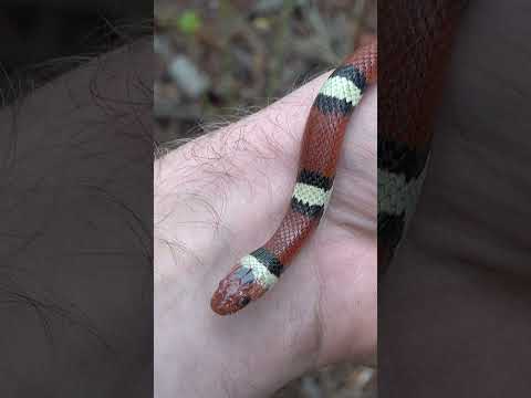 HOLY SH*T! What A Snake!