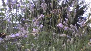 Boards of Canada - New Seeds (Unofficial Video)