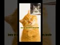 Orange Cat Teases His Friend On Video Call Funny Cat Moments With Chill Vibes