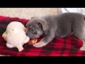 Frenchton dogs for sale: Archie - Video 1
