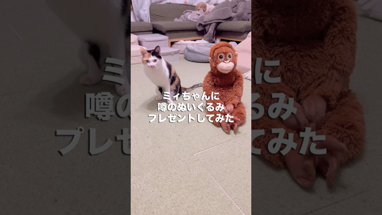パンチ君のママぬいぐるみをミィちゃんにプレゼントしてみた🐒 #三毛猫  #ハンデキャップはチャームポイント