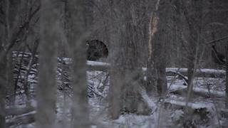 Sheridan Snow Turkeys