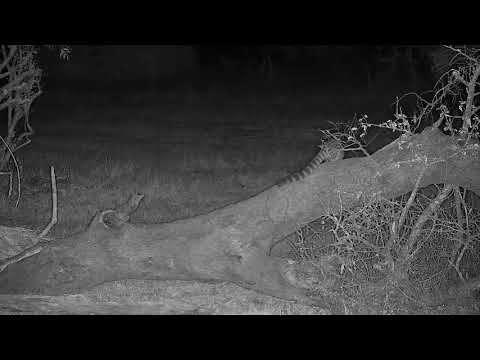 Djuma: Large-spotted Genet hunting - 04:09 - 09/25/21