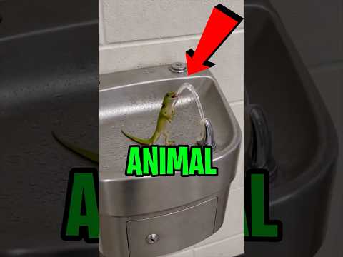 IMAGINE que tu as TROUVÉ un PETIT ANIMAL et qu’il a TRÈS SOIF. Auquel DONNERAIS-TU DE L’EAU ? 😨