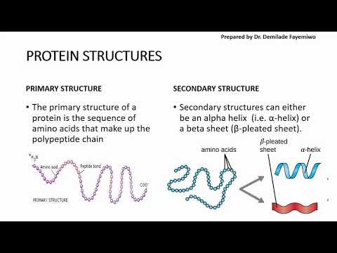 Chapter 2.3: Biological Molecules - Proteins