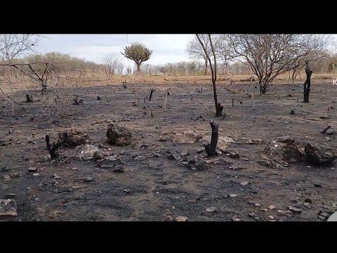 Mais um dia com chuva no sertão de fronteiras Piauí 