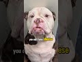 Explosive Diarrhea Dog Funnyanimal Subscribe