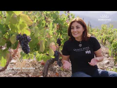 Entdecken Sie mit uns die Weinregion Douro, Portugal