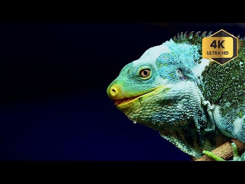 Unique Animal Collection - 8K (60fps) Ultra HD
