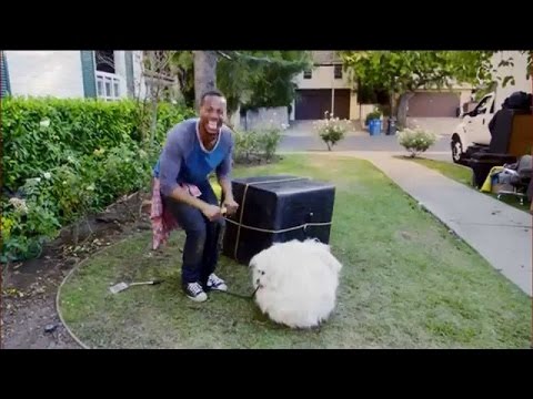 Llama a la ambulancia dile que es un perro blanco