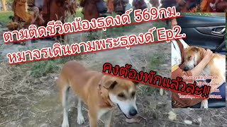 ตามติดชีวิตน้องธุดงด์ 569กม. หมาจรเดินตามพระธุดงด์ Ep2.