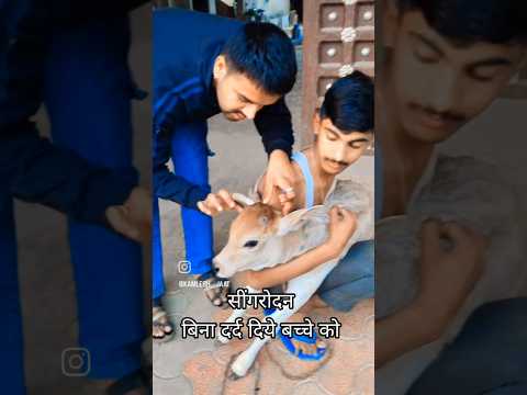 dehorning by pest #shortvideo