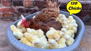 Broody hen HATCHED 120 Chicken Babies - Hen Hatched too many Chicks