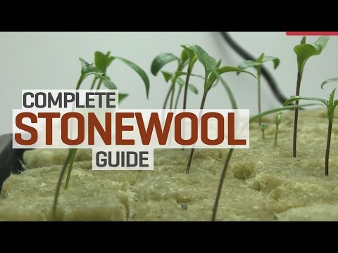 Rockwool hydroponics propagation and transplanting complete ...