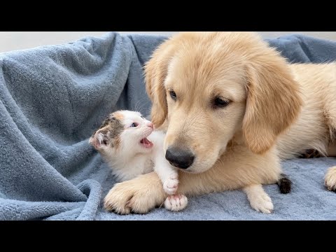 YouTube 썸네일