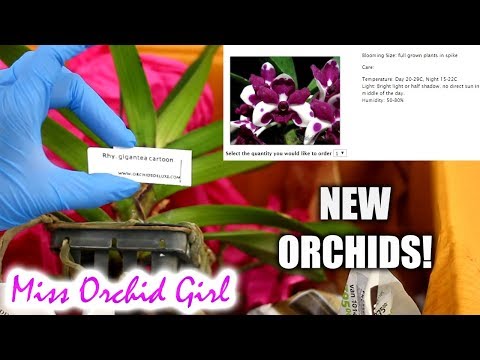 Unboxing Orchid haul from new store - Orchids Deluxe