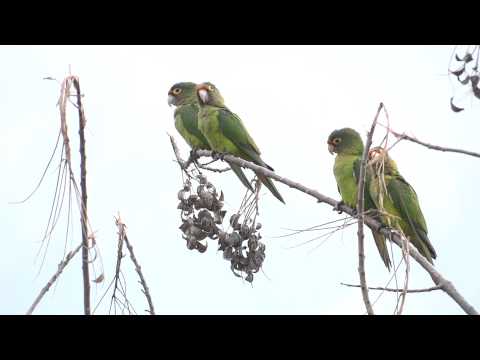 Aratinga canicularis