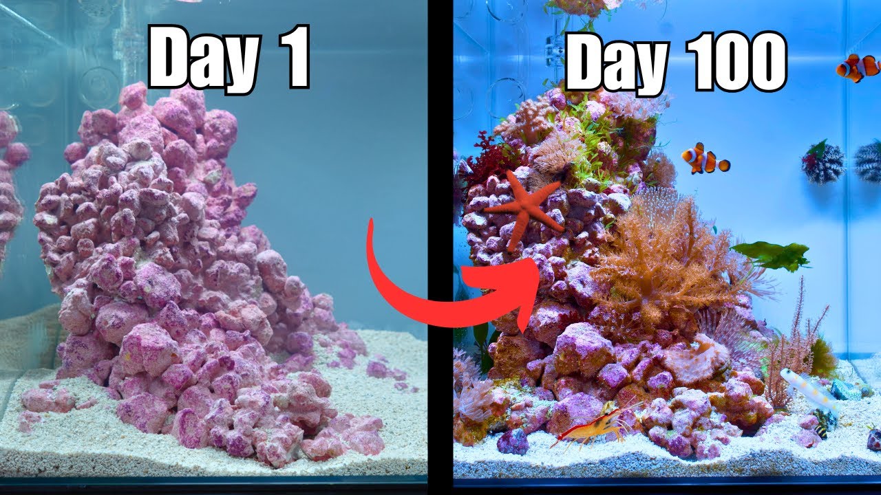 I MADE A NANO REEF TANK FOR CLOWNFISH! Easy Step by Step Tutorial