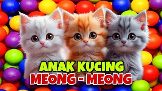 Download lagu LIVE 🔴 LAGU ANAK KUCING MEONG MEONG ❤😻 ANAK KUCING MEONG-MEONG #kucinglucu #anakkucingmeongmeong mp3