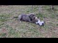 Italian Mastiff puppy for sale