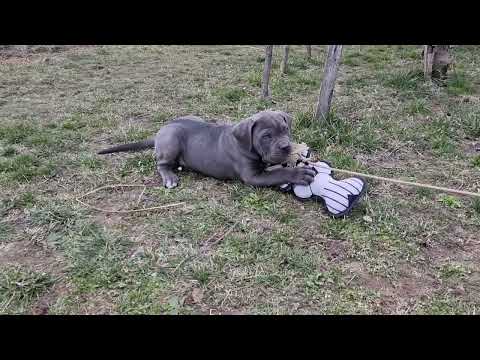 Cane Corso Italiano Welpe kaufen
