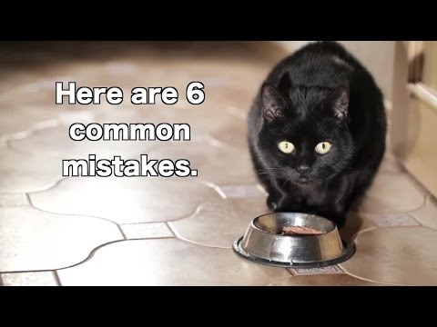 6 Ways You're Feeding Your Cat Wrong