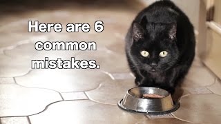 6 Ways You&#39;re Feeding Your Cat Wrong