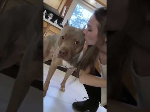 The Most Hilariously Cute Dog#funnydogs#cute#doglover#FunnyCuteDog#AdorablePuppy#FunnyCuteDog