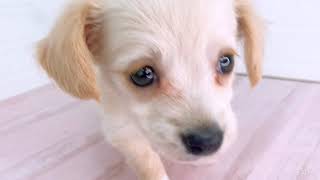 ハーフ犬の動画01