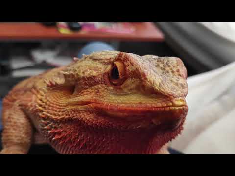 Lizandro the "big" bearded dragon 01