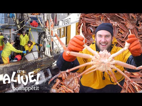 download lagu mp3 mp4 Alaska Bairdi Crab Legs, download lagu Alaska Bairdi Crab Legs gratis, unduh video klip Alaska Bairdi Crab Legs