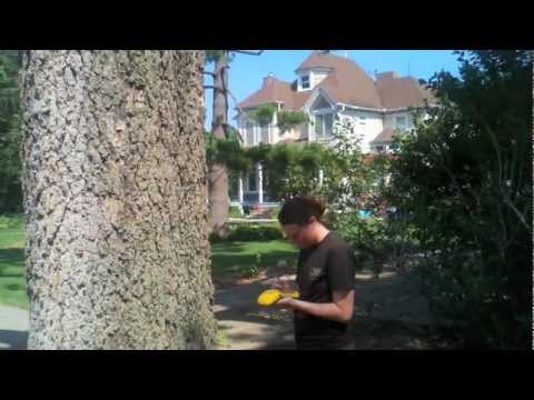 Emma Bruemmer accesses Mapleton's tree damage