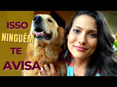 What you NEED to know before getting a Golden Retriever! My experience 😍