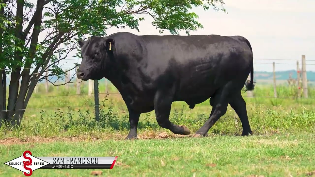Vídeo PROGRESSO TE915 - SAN FRANCISCO