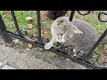 Young Female Grey Cat Meows And Follows Tabby Male Cat For Love