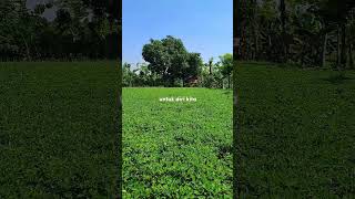 Download lagu story wa 30 detik dekengane wong pusat #shorts mp3 Download lagu story wa 30 detik dekengane wong pusat #shorts mp3