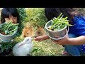 Seru Memberi Makan Kelinci Mini Farm Di DKandang Sawangan Depok