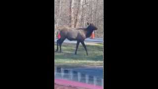 preview picture of video 'Elk cherokee nc'