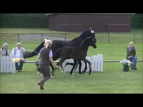 SF2016 For Romance Rotspon Schau