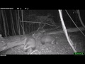 European Badgers Fighting (With Impressive Sound)