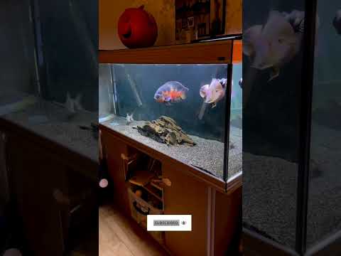 Oscar fish tank setup 🤩