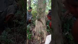 Download lagu super jumbo ancient bonsai material mp3