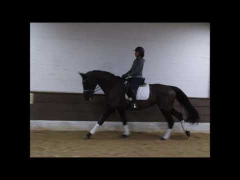 Honey 6j. Verlasspferd v. Hohenstein VB 7.500,- Euro