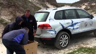 Seabird Rescue | Dyer Island Conservation Trust