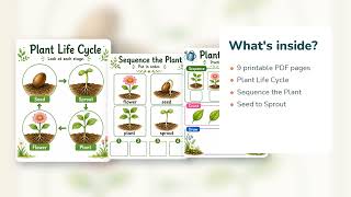 Little Leaf Life Cycle | Plant Life Cycle Worksheet | Printable PDF | Etsy | 03